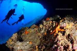 Leila Diving - Capo Figari | Adolfo Maciocco Photography