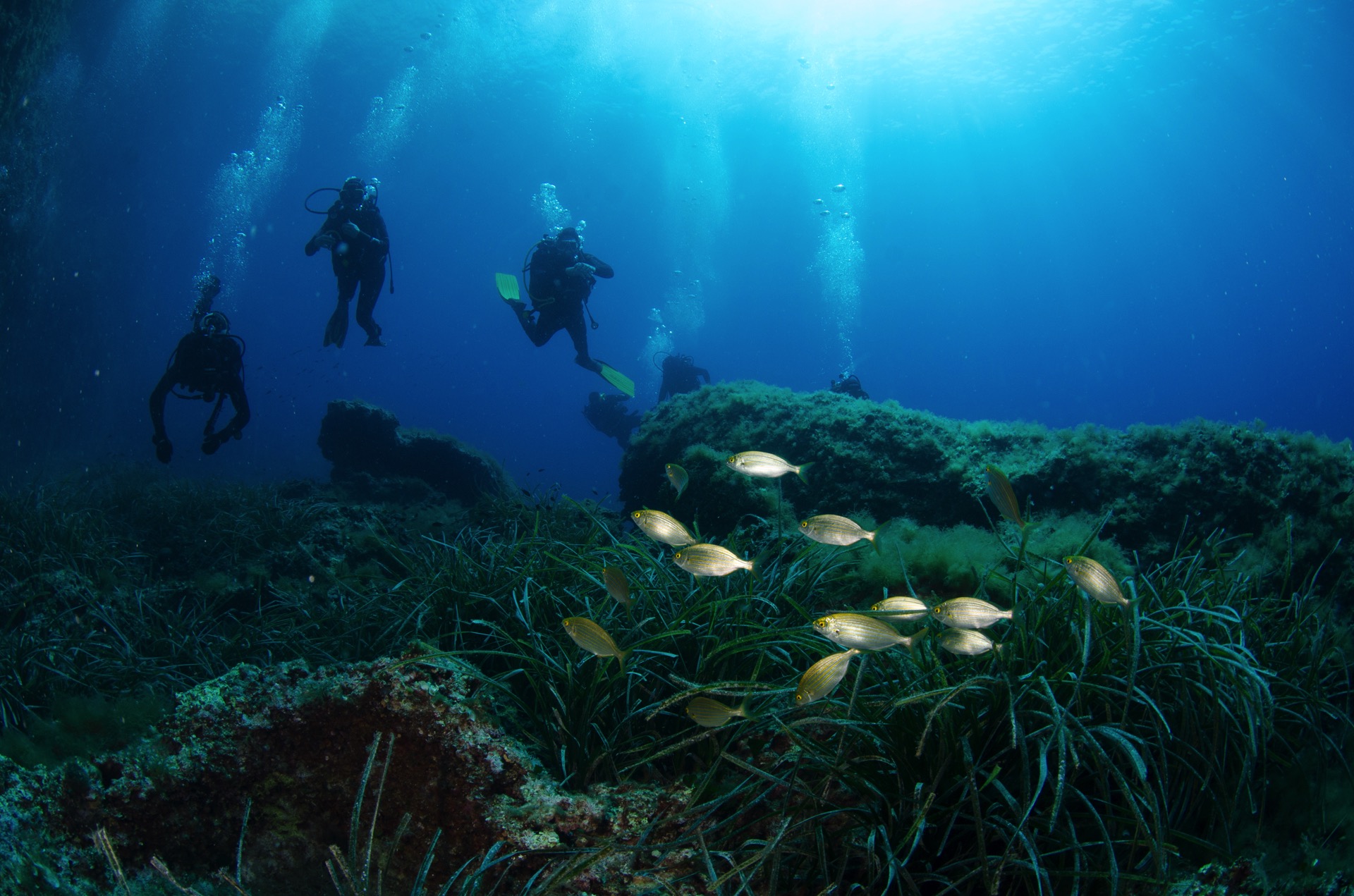 immagine immersione subacquea a Tavolara - foto di Adolfo Maciocco - Leila Diving Center