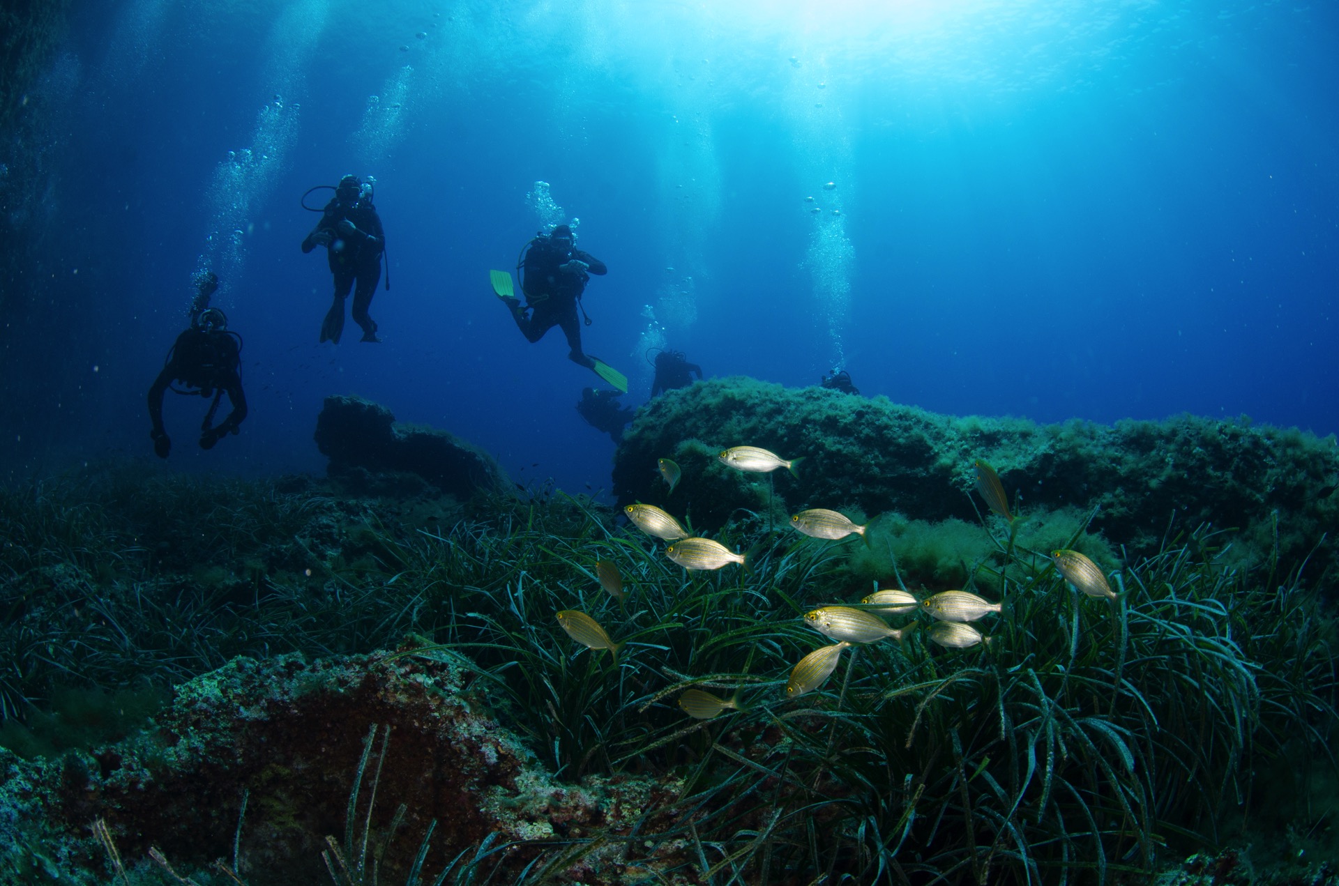 immagine immersione subacquea a Tavolara - foto di Adolfo Maciocco - Leila  Diving Center