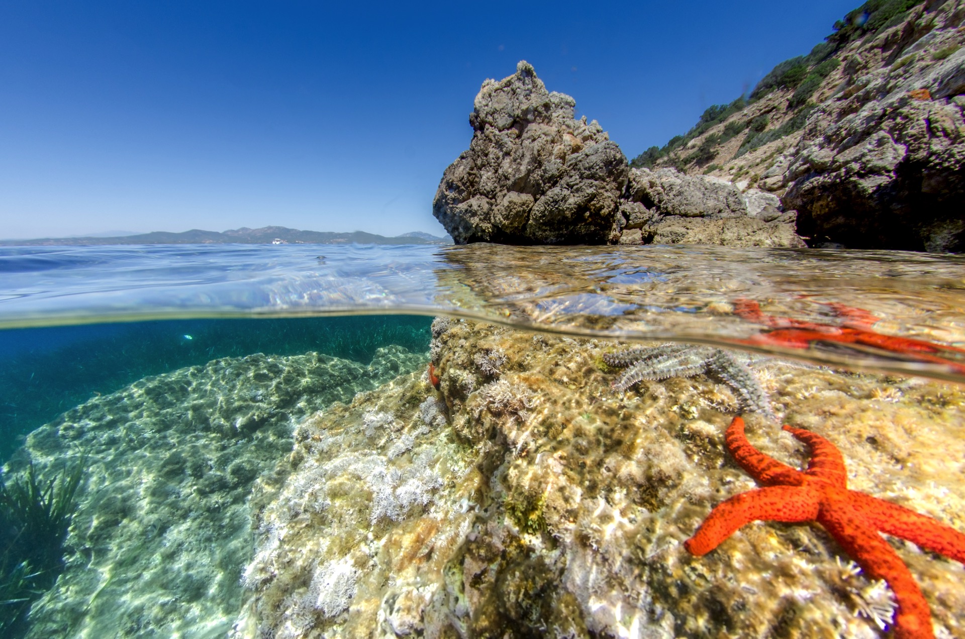 foto Immersioni ad Tavolara con Leila Diving