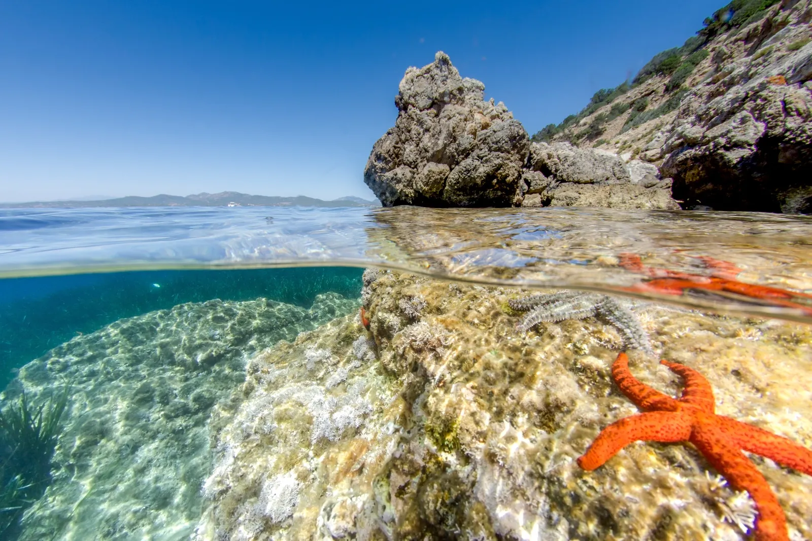 Stelle marine a pelo d'acqua su uno scoglio